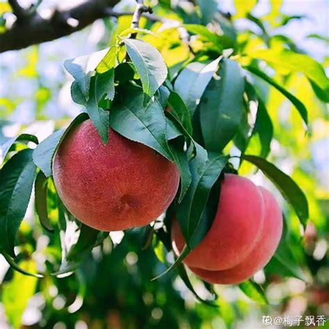 容易種的果樹|18種果樹，最適合家養，風水好果子甜！